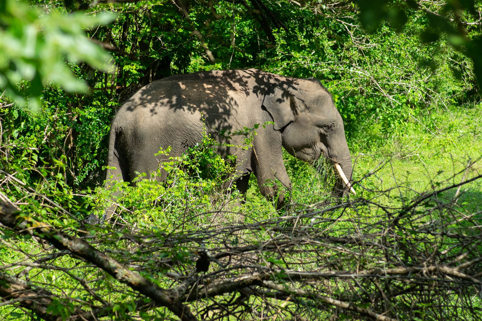 Wild Elephant in Yala National Park